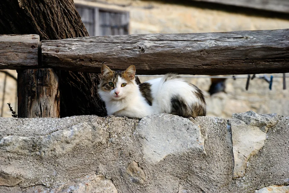 A semi-long-haired Cypriot cat sitting on a wall in a village in Cyprus