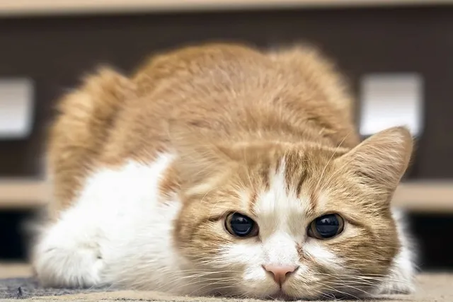 Will My Foster Cat Think I Abandoned Them? Vet-Verified Facts & Considerations