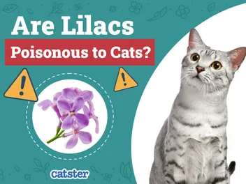 Are Lilacs Poisonous to Cats? Vet-Verified Facts & Info