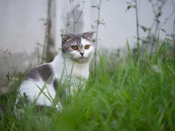 12 Grey & White Cat Breeds: Top Choices for Your Home (With Info & Pictures)
