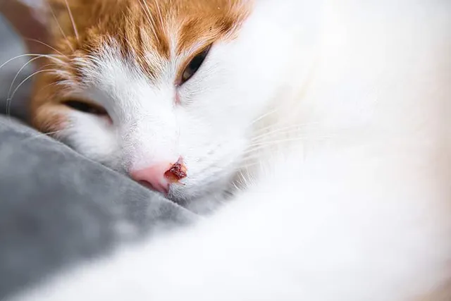 Why Is My Cat Bleeding? A Full-Body Overview (Vet Answer)