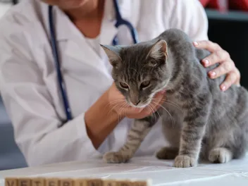 Can Cats Get Bird Flu? Our Vet Explains Signs & Prevention Tips