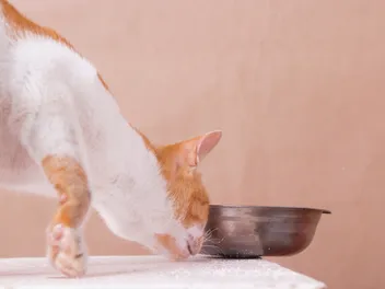 John Bradshaw Explains the Mysteries of Cat Behavior - with Science!