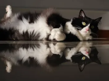 Tuxedo Ragdoll Cat: Info, Pictures, Facts & History