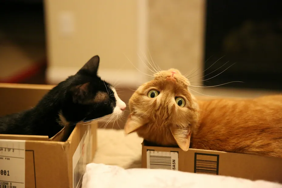 two cats in boxes