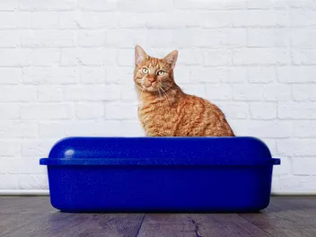 How to Retrain a Cat to Use a Litter Box: 13 Vet-Approved Tips