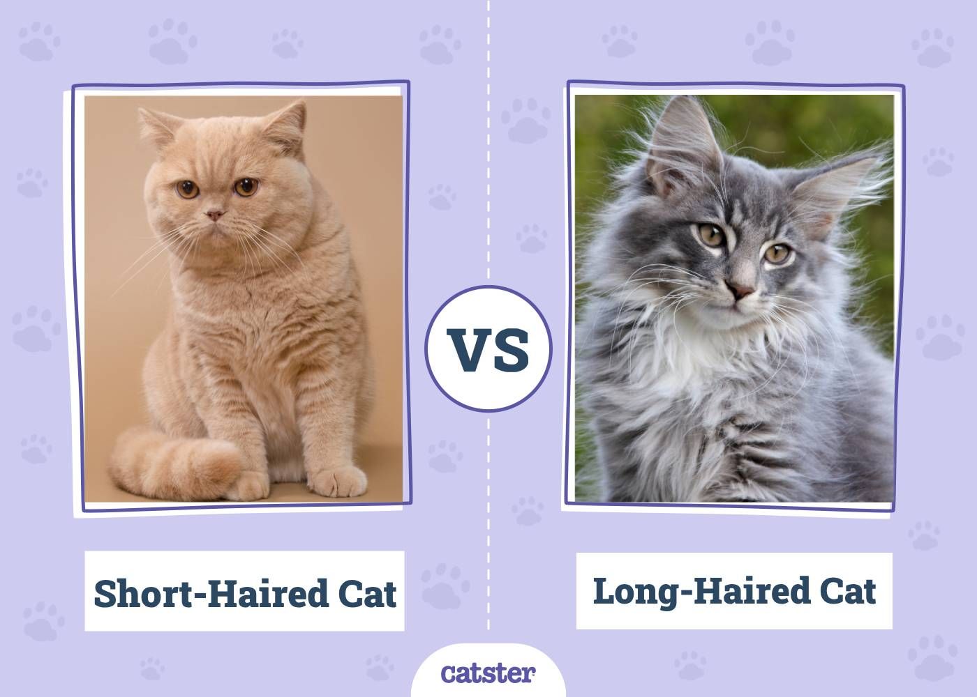 Short-Haired Cat vs Long-Haired Cat