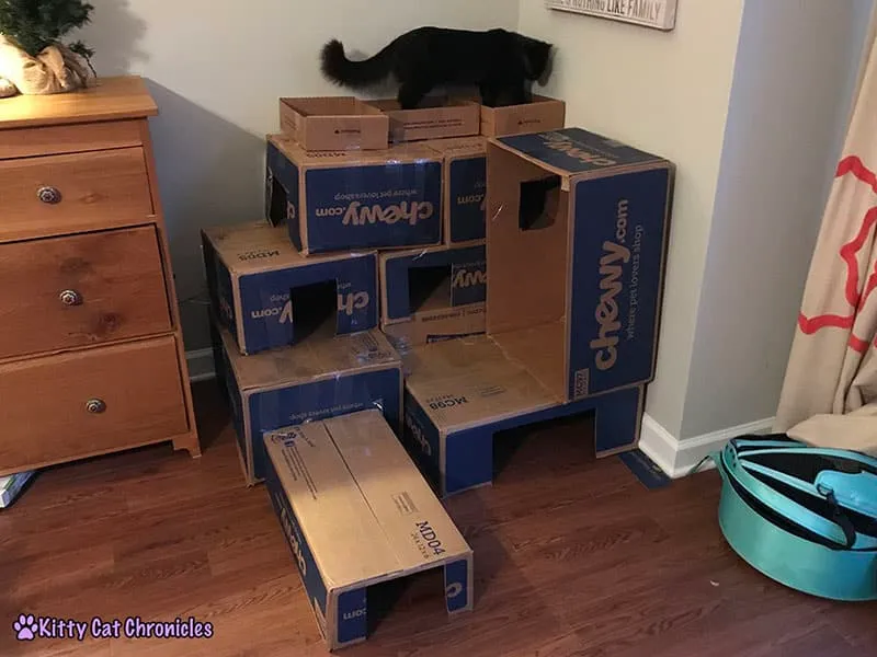 How_to_Make_a_Cardboard_Box_Fort_for_Your_Cat
