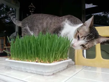 4 Types of Cat Grass: Vet-Reviewed Growing Tips & What to Avoid