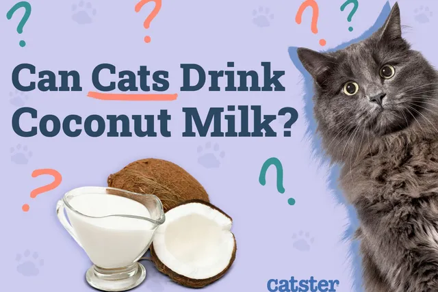 Can Cats Drink Coconut Milk? Vet Approved Facts & FAQ