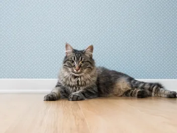 Arthritis in Cats – Vet Approved Causes, Signs & Treatments