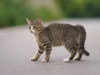 Can a Kitten Survive With a Broken Tail? Our Vet Explains