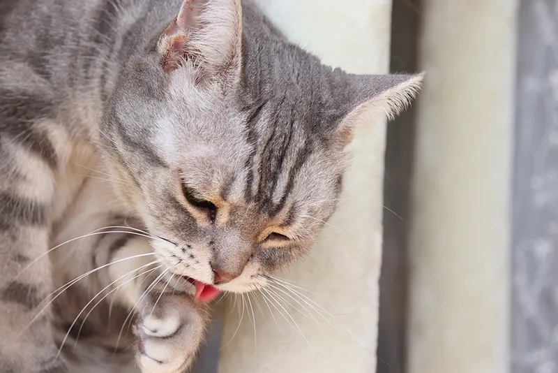 sick grey tabby cat