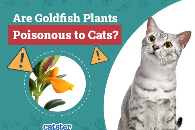 Are Goldfish Plants Poisonous to Cats? Vet-Reviewed Houseplants Examined