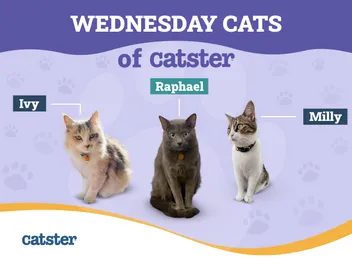 Catflix & Chill: The Wednesday Cats of Catster Watch TV