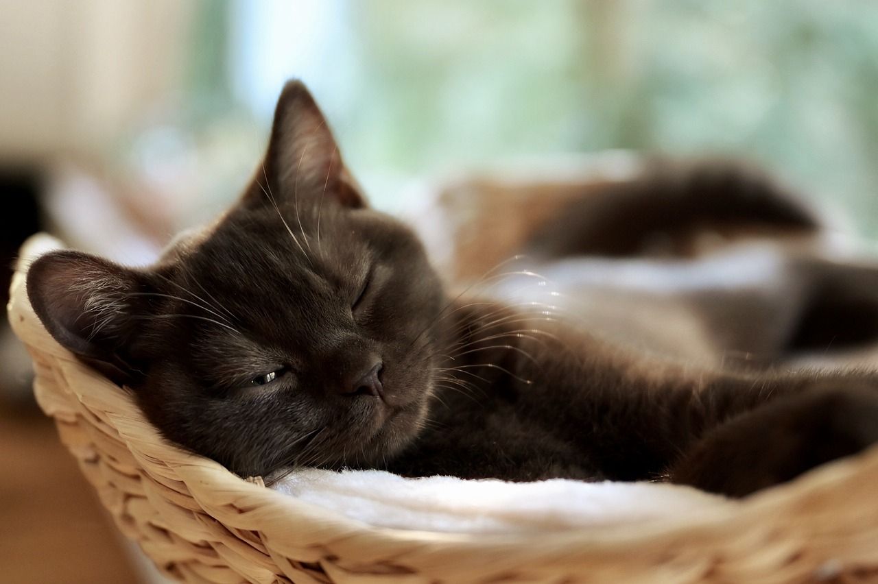 a cat sleeping with one eye half open