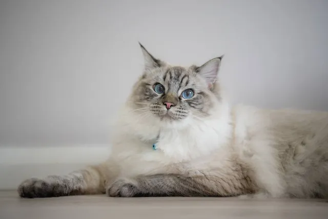 Can a Ragdoll Cat Be Left Alone? Tips to Keep Them Happy (Vet-Verified)