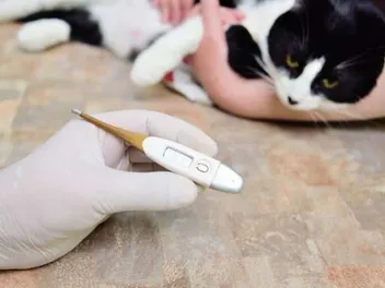 What Causes Sudden Fever in Cats? Our Vet Explains Causes, Signs & FAQ