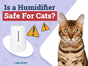 Is a Humidifier Safe for My Cat? (Potential Risks & Crucial Safety Tips)