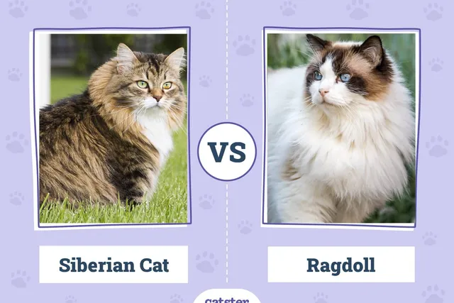 Siberian Cat vs. Ragdoll Cat: Vet-Verified Main Differences (With Pictures)