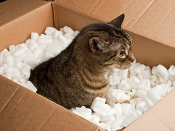 8 Cats Who Have Created Their Own Catifications