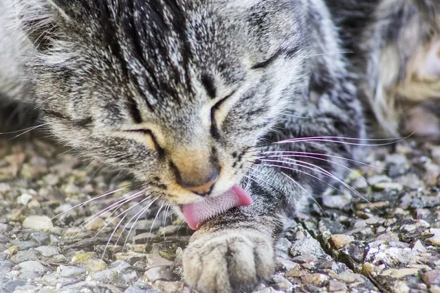Why Do Cats Lick Themselves So Often? 11 Vet-Reviewed Reasons for This Behavior