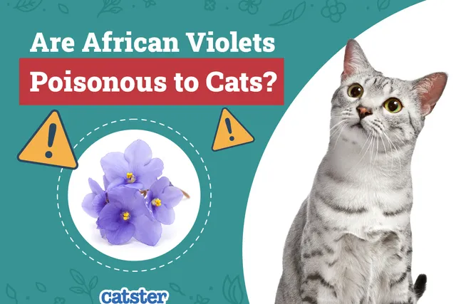 Are African Violets Poisonous to Cats? Vet-Reviewed Houseplant Safety Guide