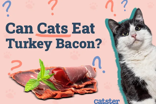 Can Cats Eat Turkey Bacon? Vet-Approved Risks & FAQ
