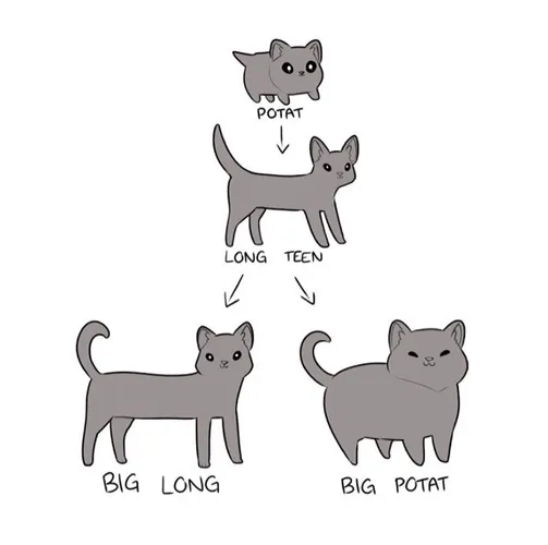 Potat