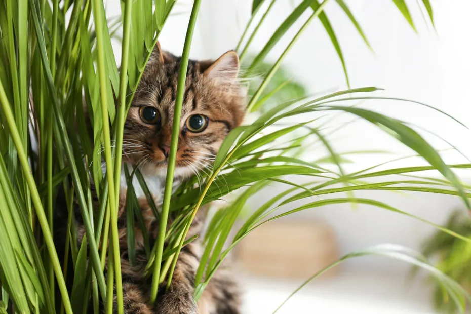 Adorable-cat-near-houseplant-on-floor-at-home