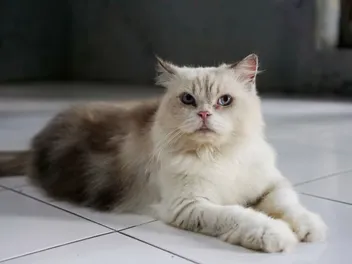 How Your Cat's Endocrine System Works (Vet Approved Overview)