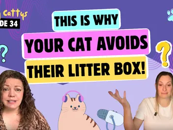 Chatting About Automatic Litter Boxes, Poop on the Floor, and Very Simple Fixes | Chatty Cattys, Episode 34