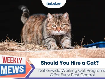 Should You Hire a Cat? Nationwide Working Cat Programs Offer Furry Pest Control
