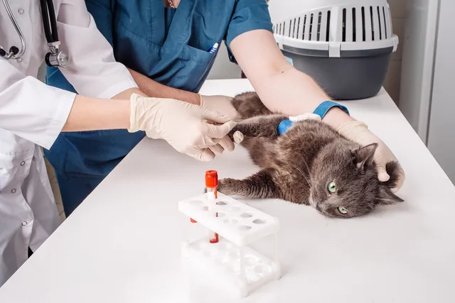 IMHA in Cats: Signs, Causes & Care (Vet-Reviewed)