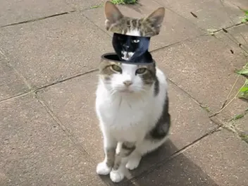 We Chat With Cyriak About His "Meow The Jewels" Video