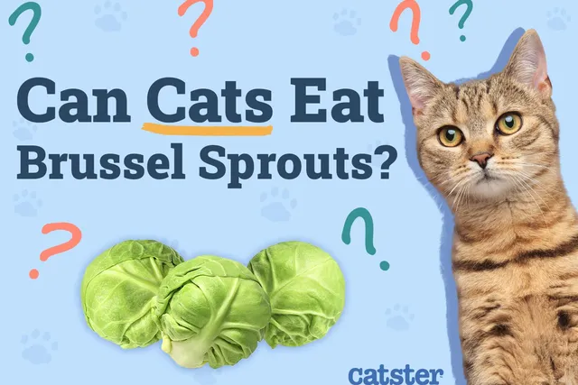 Can Cats Eat Brussels Sprouts? Vet-Approved Diet Facts & FAQ