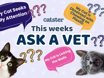 Ask Dr. Paola – Help! My Cat Is Seeking My Attention! (June 15, 2026)