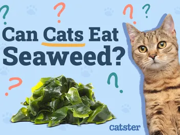 Can Cats Eat Seaweed? Vet-Approved Nutrition Facts & FAQ