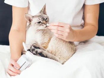 What Is Apoquel for Cats Used For? Our Vet Explains Dosage, Side Effects & FAQ
