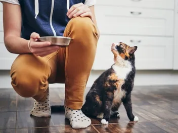 Has Your Cat Food Gone Bad? 8 Vet Reviewed Signs to Look For