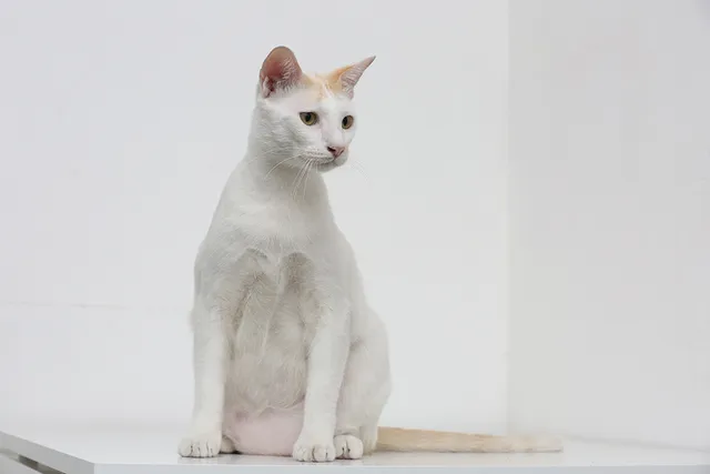 Why Is My Cat’s Primordial Pouch So Big? Normal vs Abnormally Large (Vet Verified)