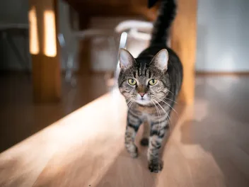 10 Top Indoor Cat Breeds (With Info & Pictures)