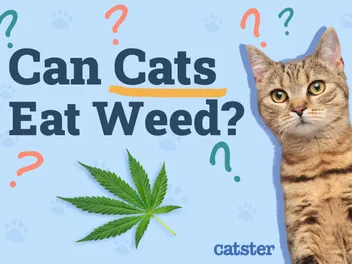 Can Cats Eat Weed? Vet-Approved Facts & Safety Guide