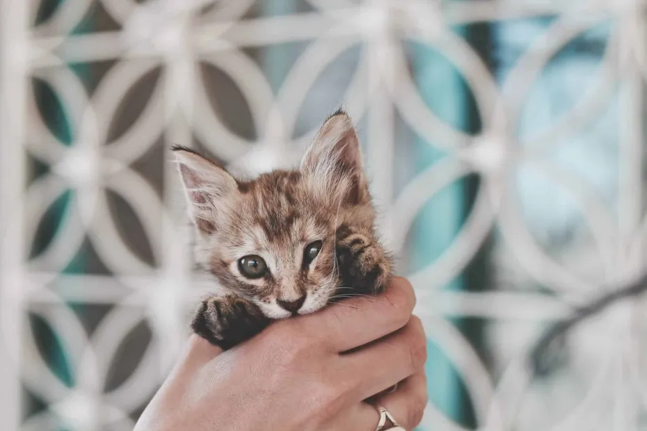 american keuda kitten