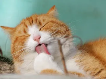 My Cat Licked Flea Medicine! Here's What to Do (Vet Answer)