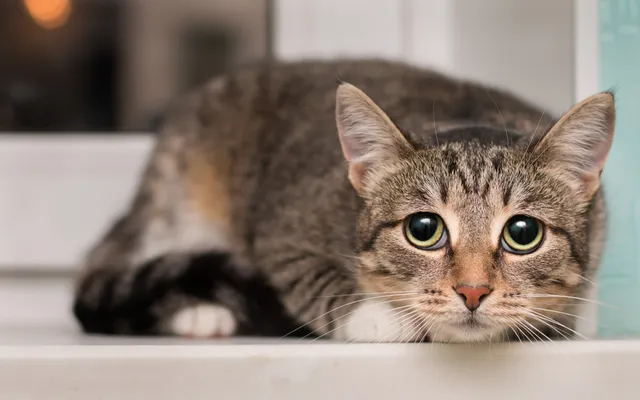 Tremors in Cats: Our Vet Discusses Signs, Causes & Treatment