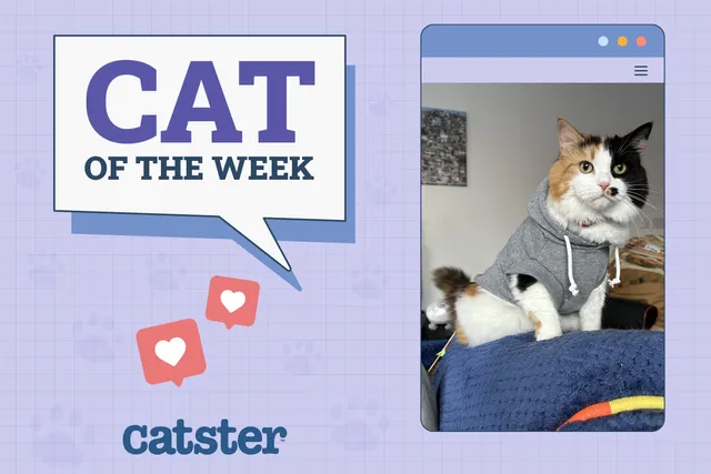 Catster Photo Contest: Cats of the Week Winners (Feb 27, 2025)