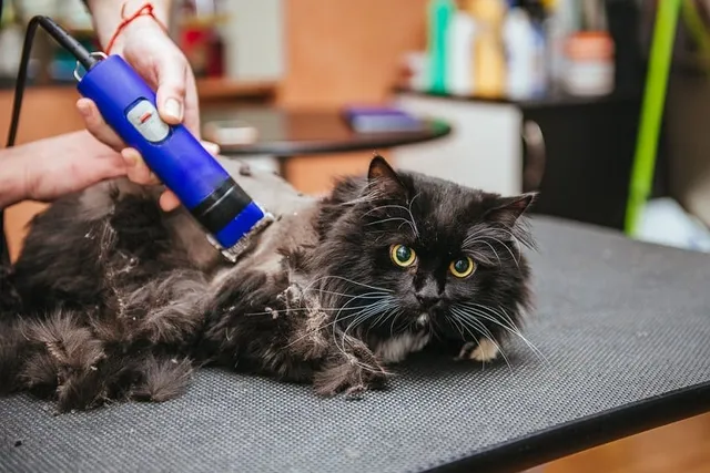 17 Funny Cat Haircuts That Will Make You Laugh (With Pictures)