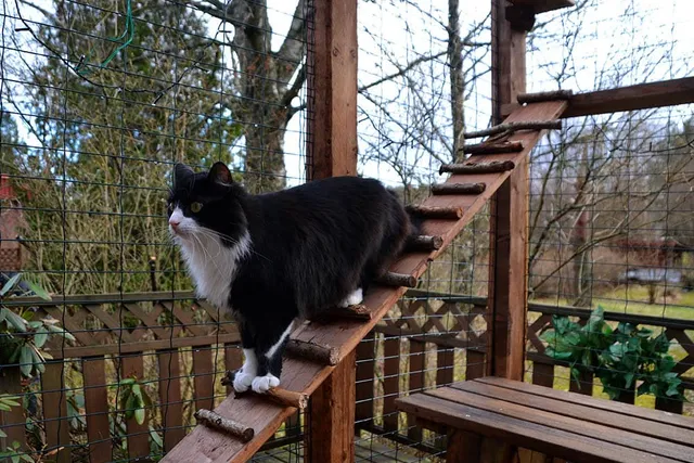 5 DIY Cat Stairs and Ramps (With Pictures)