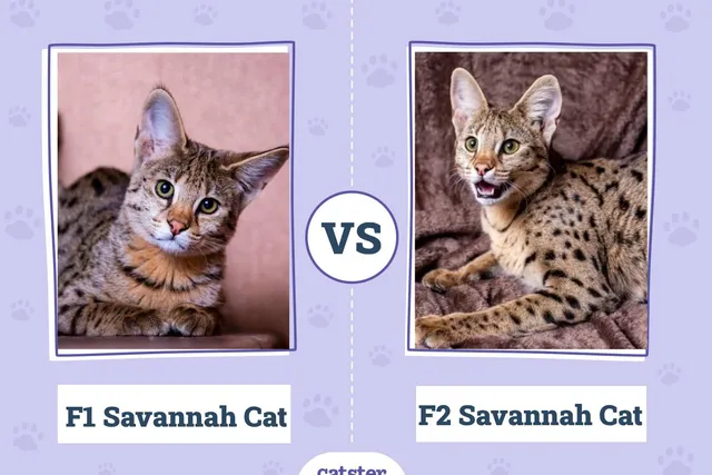 F1 vs. F2 Savannah Cat: How Are They Different? (With Pictures)